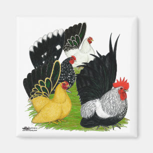 Japanisches Bantam Quartett Magnet