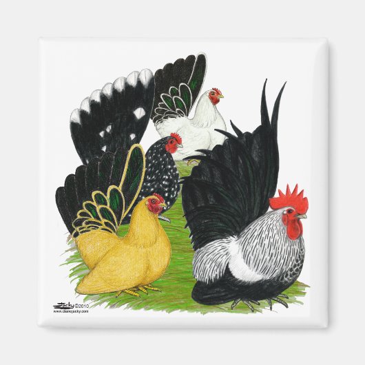 Japanisches Bantam Quartett Magnet (Vorne)