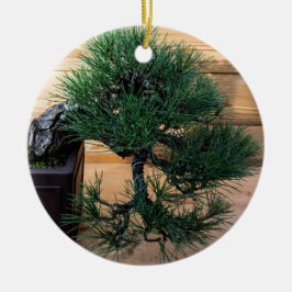 Japanisches Black Pine Bonsai Tree Foto Keramik Ornament