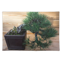 Japanisches Black Pine Bonsai Tree Foto