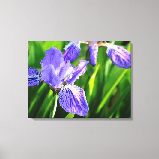 Japanisches Dach Iris Wrapped Canvas Leinwanddruck (Vorderseite)