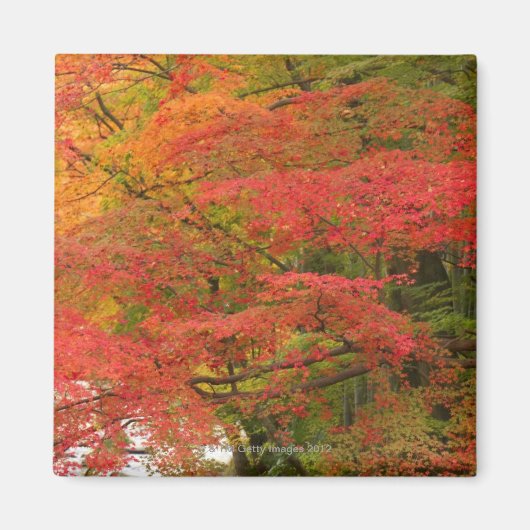 Japanisches Fall Foliage Magnet (Vorne)