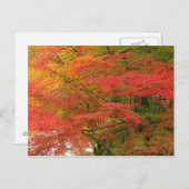 Japanisches Fall Foliage Postkarte (Vorne/Hinten)