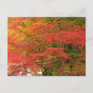 Japanisches Fall Foliage Postkarte