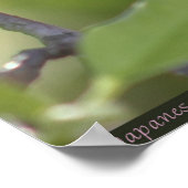 Japanisches Magnolia 2 Poster -40x60 - oder kleine (Ecke)