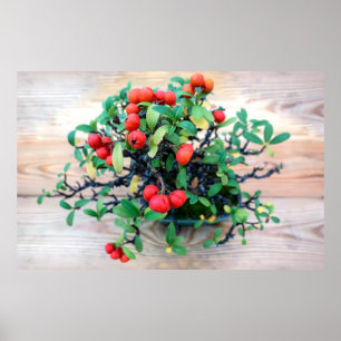 Japanisches Pyracantha Bonsai Tree Foto Poster