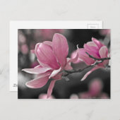 Japanisches Rosasaucer-Magnolie Postkarte (Vorne/Hinten)