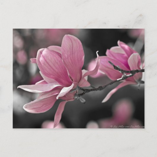 Japanisches Rosasaucer-Magnolie Postkarte (Vorderseite)