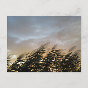 Japanisches Silbergas (Susuki) Postkarte