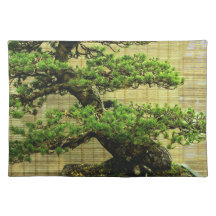 Japanisches Weißes Pine Bonsai Tree Foto