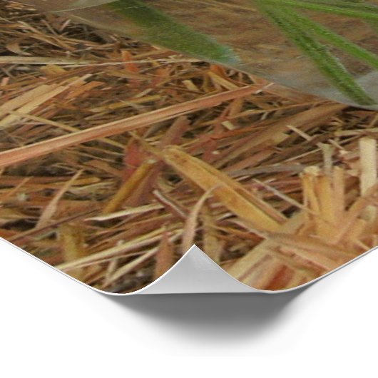 Jar of Daisies & Hay Poster (Ecke)