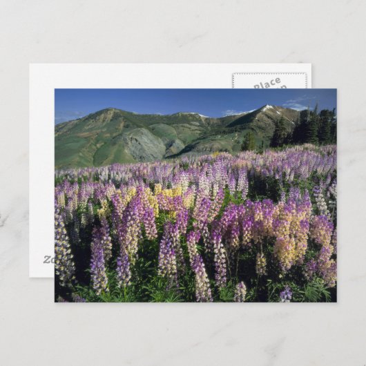 JARBIDGE WILDERNESS, NEVADA. USA. Spurlupine Postkarte (Vorne/Hinten)
