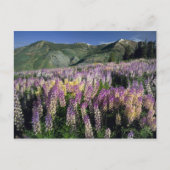 JARBIDGE WILDERNESS, NEVADA. USA. Spurlupine Postkarte (Vorderseite)