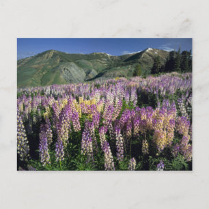 JARBIDGE WILDERNESS, NEVADA. USA. Spurlupine Postkarte