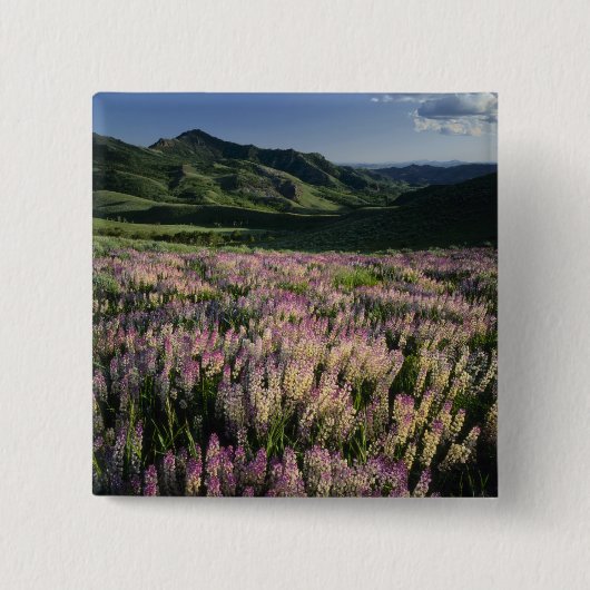 Jarbridge Wilderness and Mountains, Nevada, Spur Button (Vorderseite)