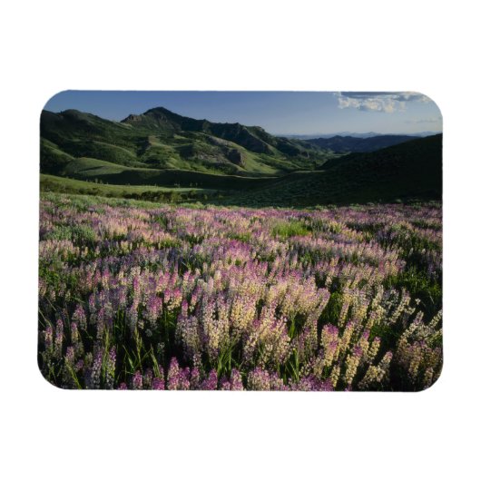Jarbridge Wilderness and Mountains, Nevada, Spur Magnet (Horizontal)