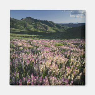 Jarbridge Wilderness und Berge, Nevada, Sporn Magnet