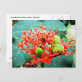 Jardín Botánico Piñeres, Turbaco, Kolumbien Postkarte (Vorne/Hinten)