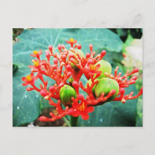 Jardín Botánico Piñeres, Turbaco, Kolumbien Postkarte (Vorderseite)