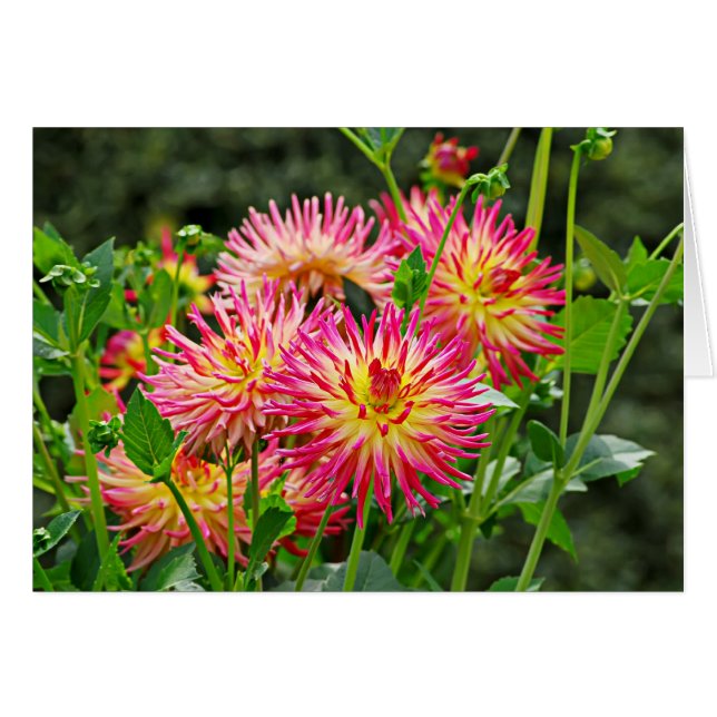 Jardin des Plantes-1 (Vorderseite (Horizontal))