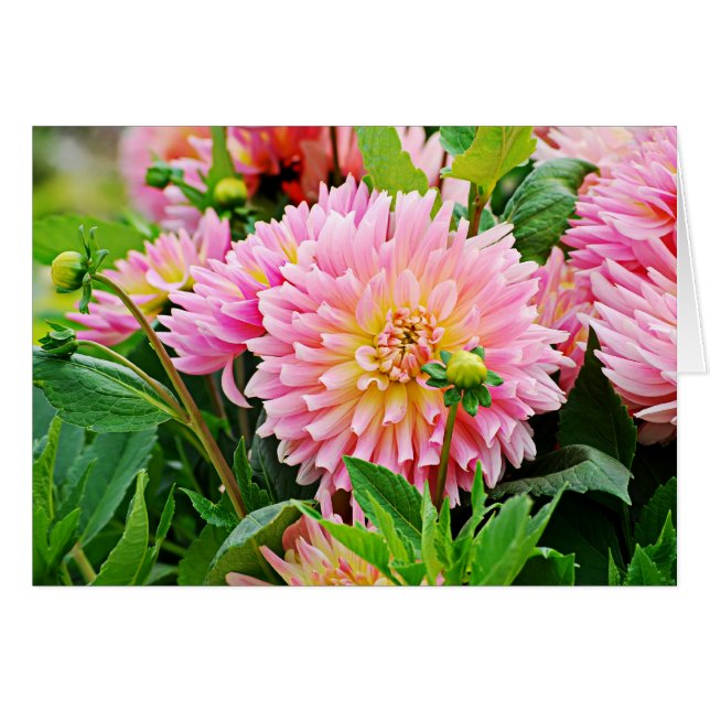 Jardin des Plantes-4 (Vorderseite (Horizontal))