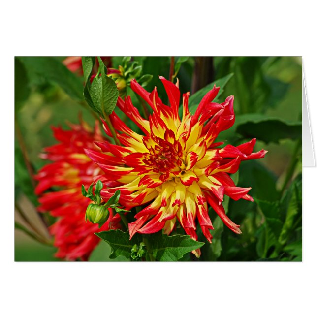 Jardin des Plantes-5 (Vorderseite (Horizontal))