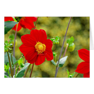 Jardin des Plantes-7