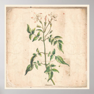 Jasmin-antikes botanisches Druck-Plakat Poster