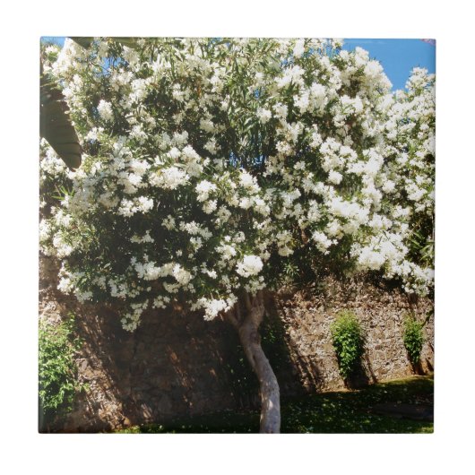 Jasmin-Baum in der Blüte Fliese (Vorderseite)