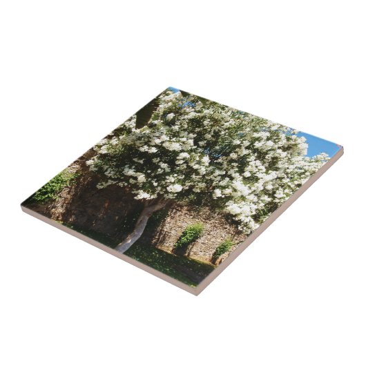 Jasmin-Baum in der Blüte Fliese (Seite)