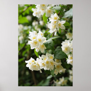Jasmin blüht im Garten Poster