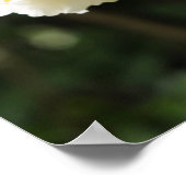 Jasmin-Blume im Garten Poster (Ecke)