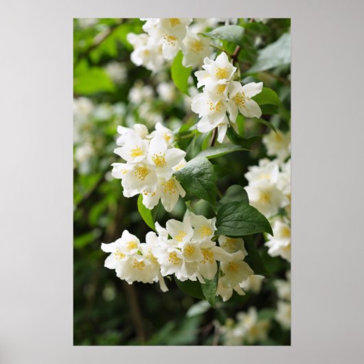 Jasmin-Blume im Garten Poster (Vorne)