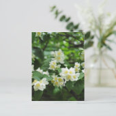 Jasmin-Blume Postkarte (Stehend Vorderseite)
