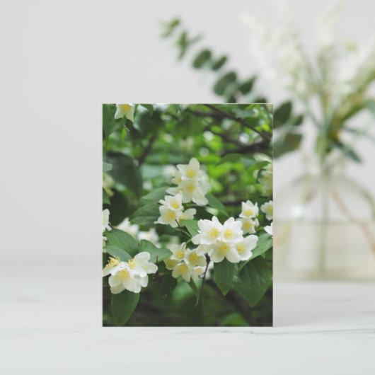 Jasmin-Blume Postkarte (Stehend Vorderseite)