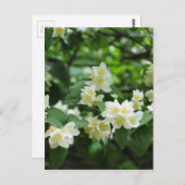 Jasmin-Blume Postkarte (Vorne/Hinten)