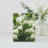 Jasmin-Blume Postkarte (Stehend Vorderseite)