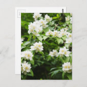 Jasmin-Blume Postkarte (Vorne/Hinten)