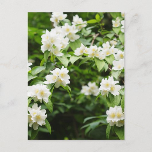 Jasmin-Blume Postkarte (Vorderseite)