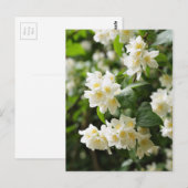 Jasmin-Blume schließen Postkarte (Vorne/Hinten)