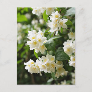 Jasmin-Blume schließen Postkarte