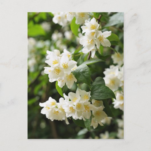 Jasmin-Blume schließen Postkarte (Vorderseite)