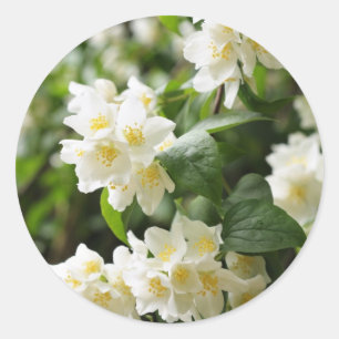Jasmin-Blume schließen Runder Aufkleber