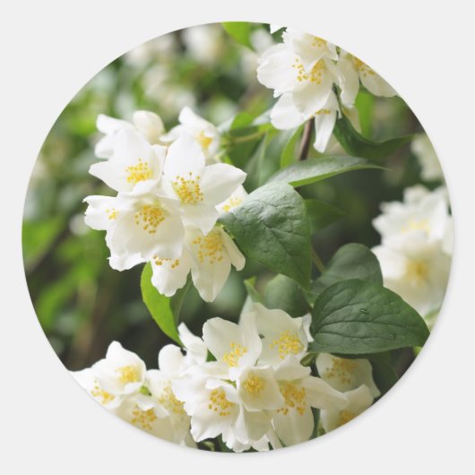 Jasmin-Blume schließen Runder Aufkleber (Vorderseite)