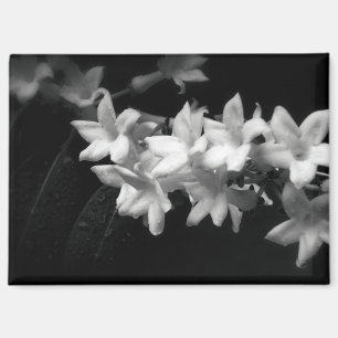 Jasmin Schwarz-Weiß-Blumen-Fotografie Magnet