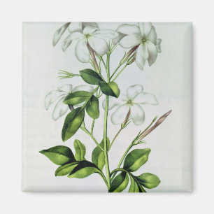 Jasmin, von 'La Guirlande de Julie' Magnet