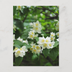 Jasminblüten Postkarte