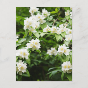 Jasminblüten Postkarte