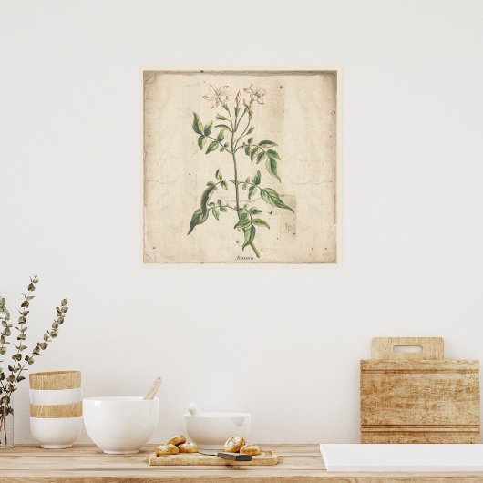 Jasmine Antique Botanic Print Poster (Küche)