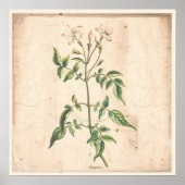 Jasmine Antique Botanic Print Poster (Vorne)